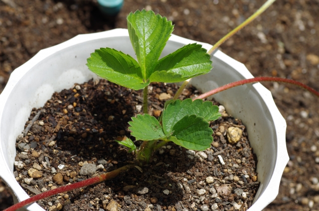 イチゴの苗の選び方と植える時期は イチゴログ